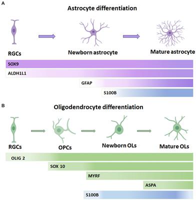S100B actions on glial and neuronal cells in the developing brain: an overview